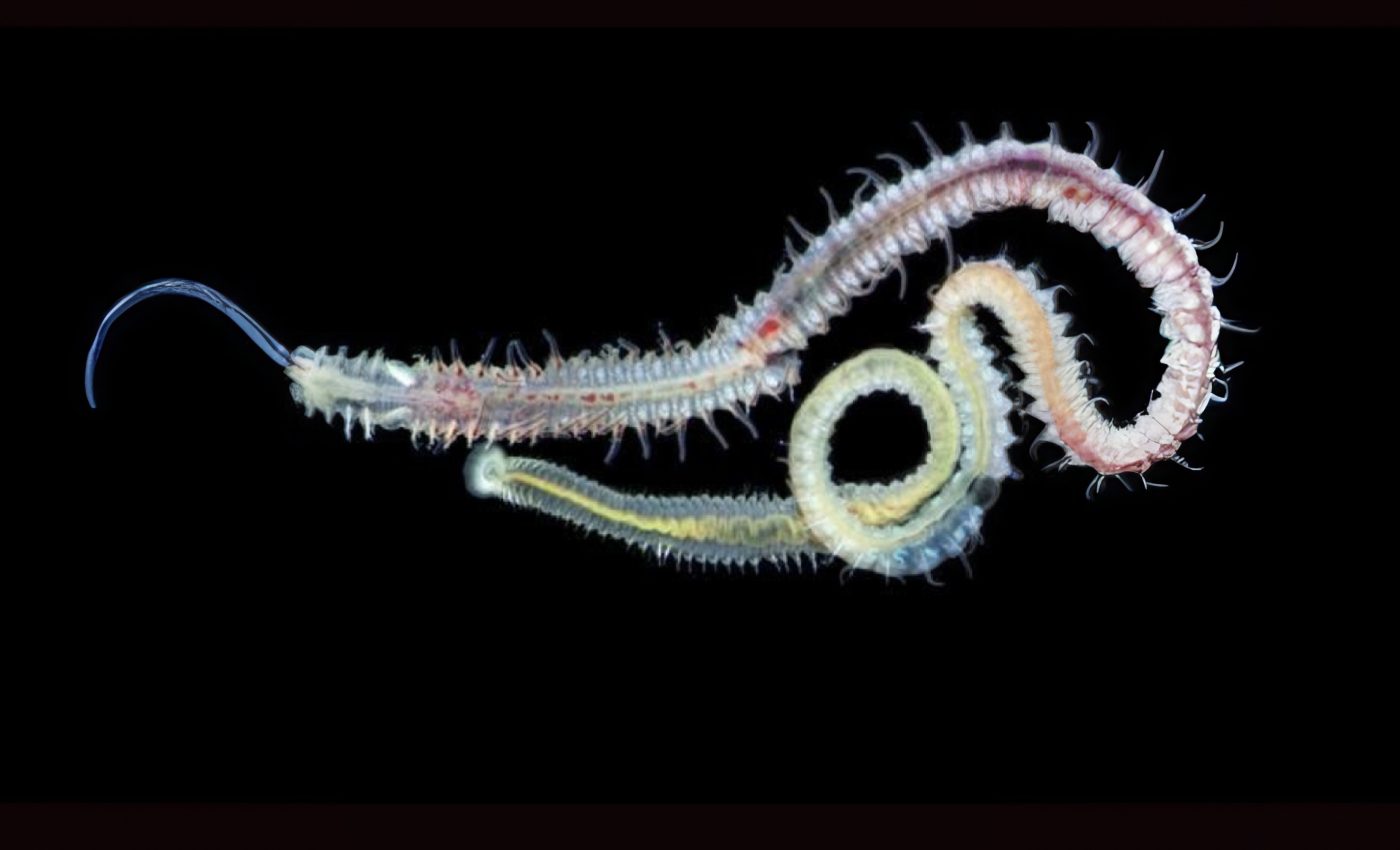 Ancient parasite still infects oysters after half a billion years