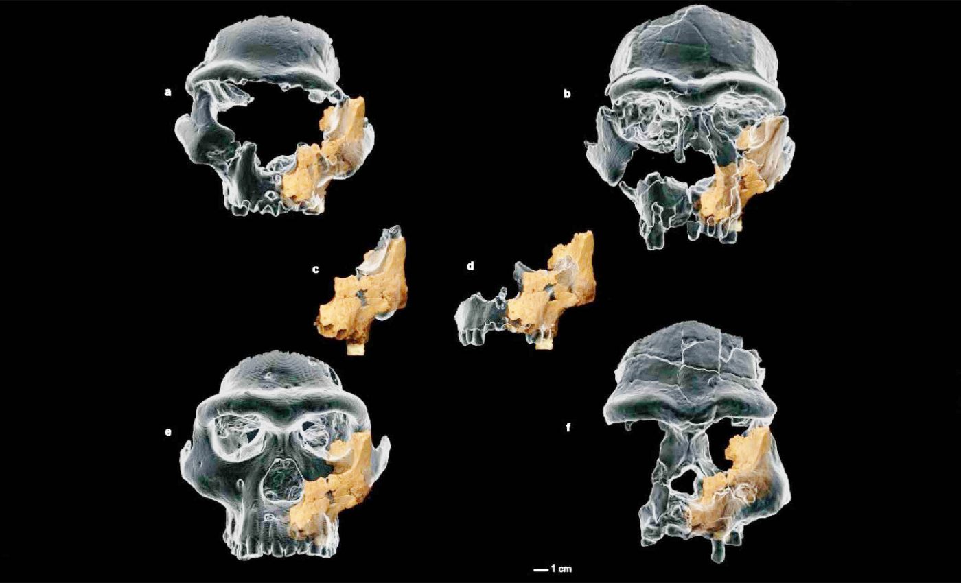 Fossil of the first known human face in Europe discovered