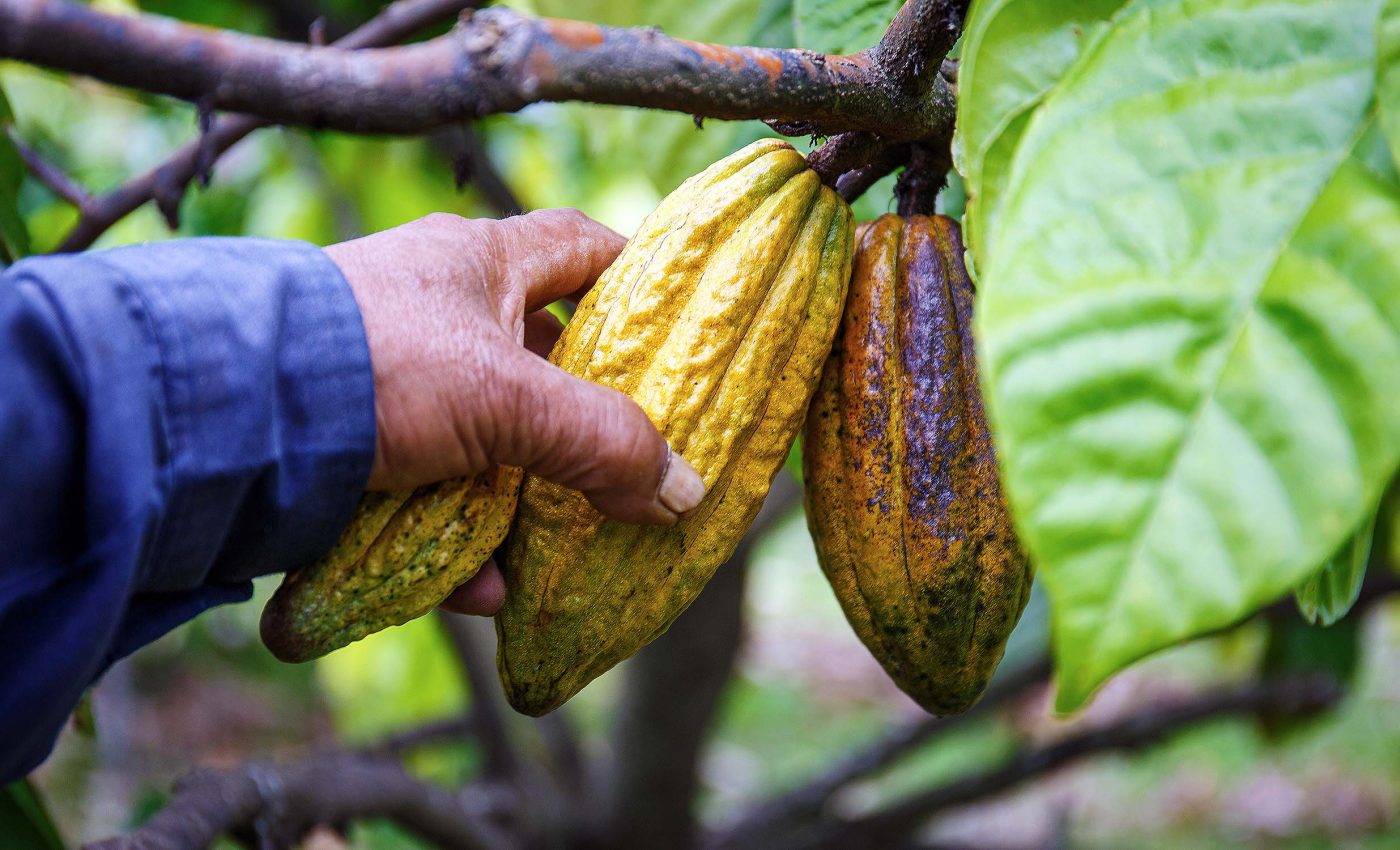 Study says it's already too late to save the luxury crops that make coffee, chocolate, and wine