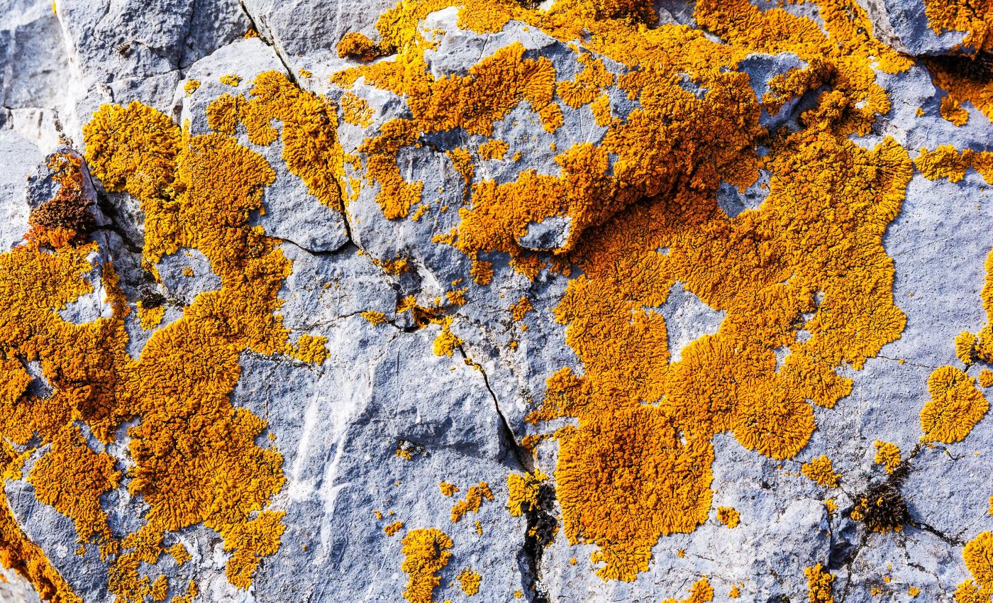 Orange lichens and drones help scientists spot dinosaur fossils