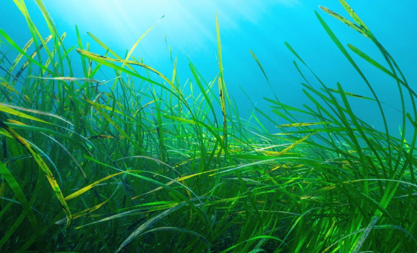 Seagrass meadows turn out to be massive living carbon banks