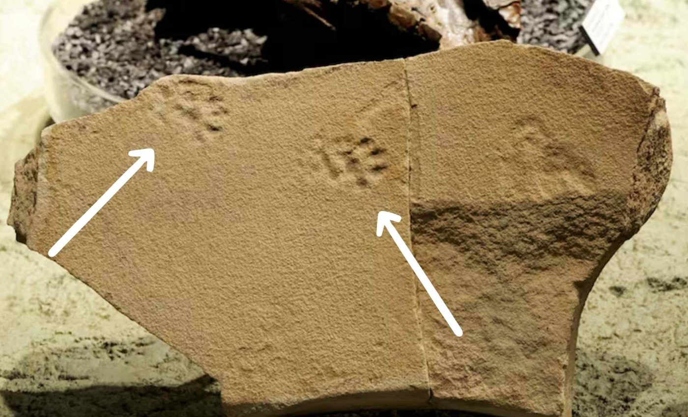 29-million-years ago, a cat with retractable claws left paw tracks in this volcanic ash