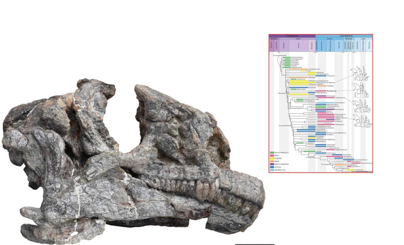 New long-necked dinosaur species lived more than 200 million years ago