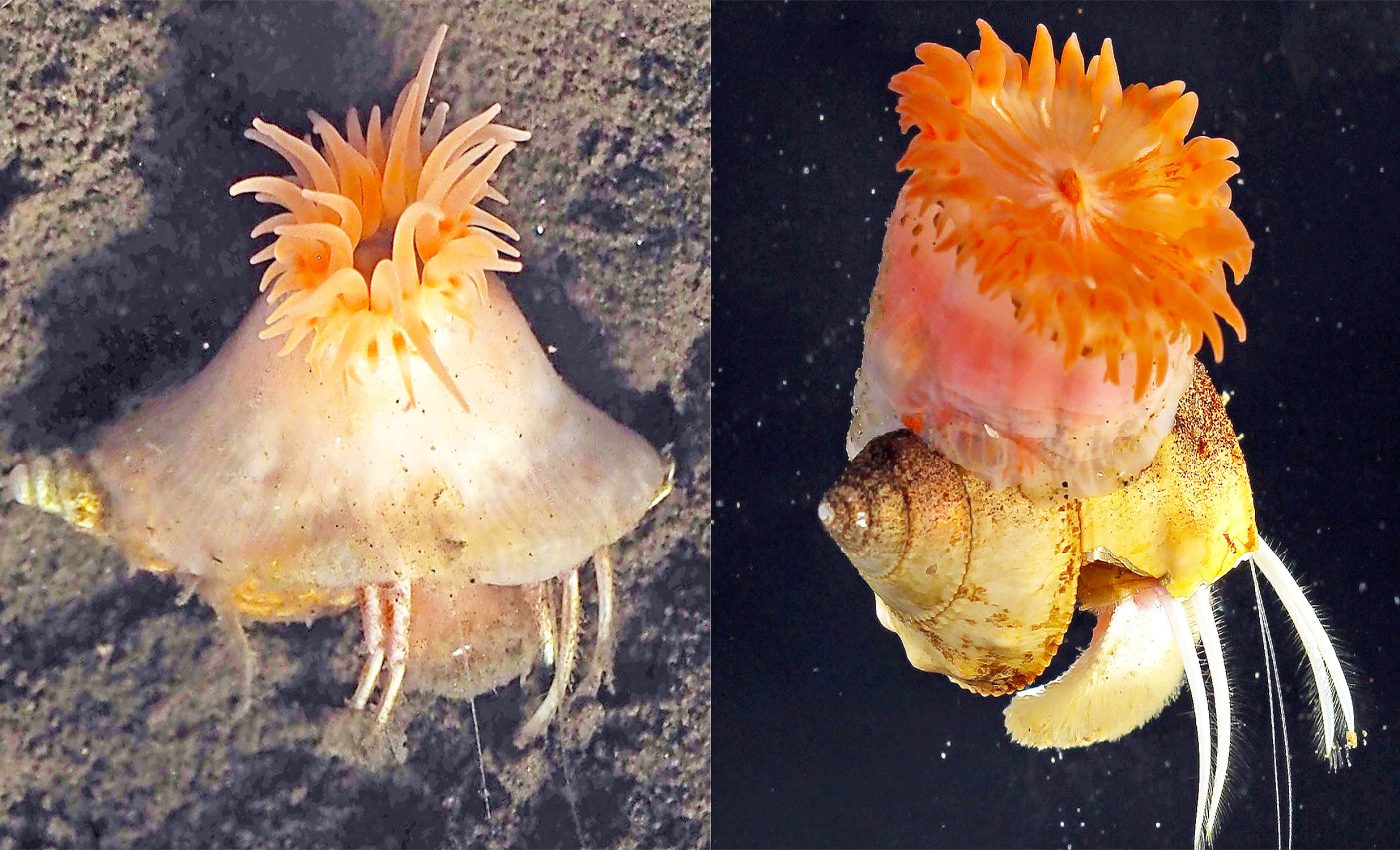 Scientists discover a new pink sea anemone species that 'builds homes' for hermit crabs