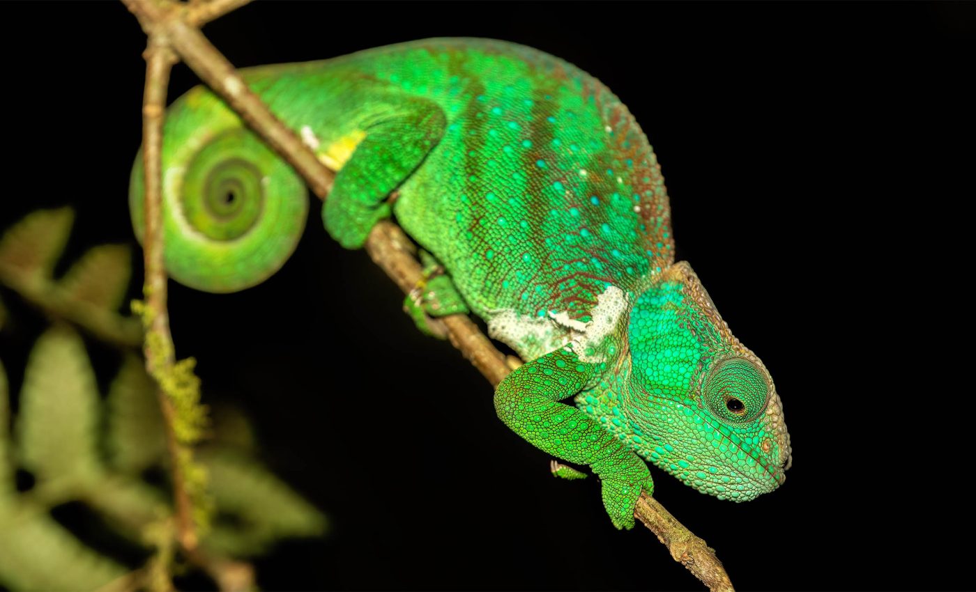 Island reptiles are going extinct before we even knew they existed