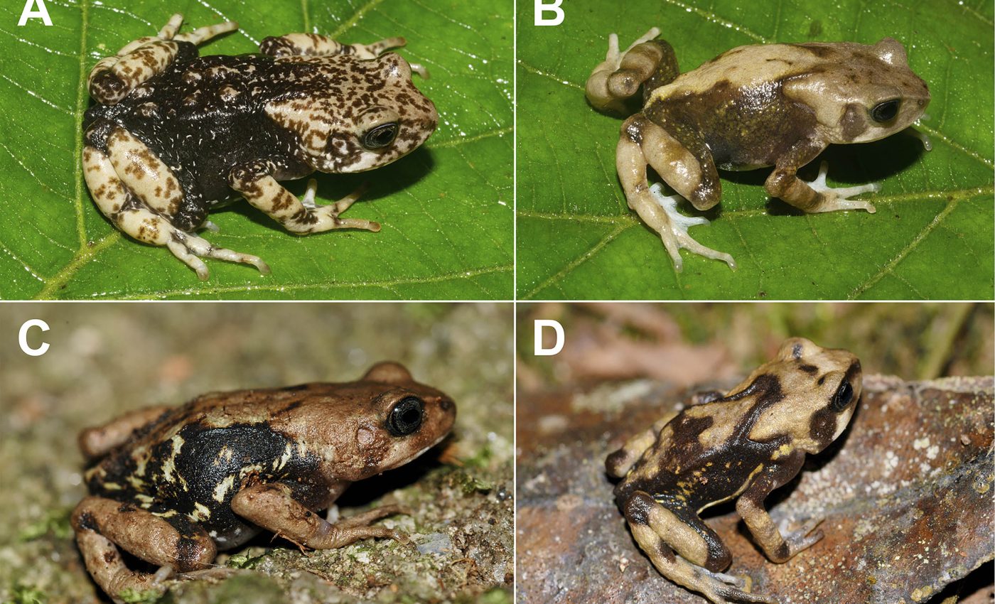 Three new frog species found that give birth to fully-formed frogs, skipping the tadpole stage
