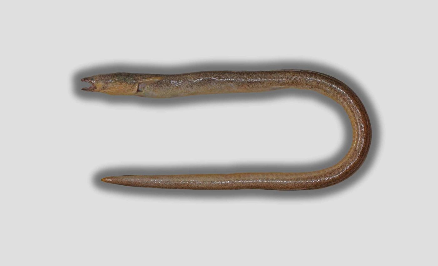 Scientists identify a new species of finless snake eel never recorded by science