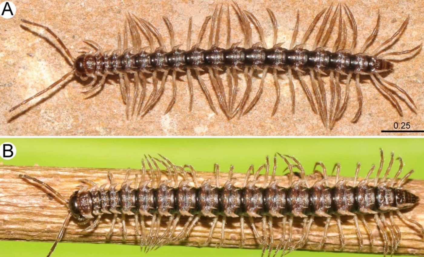 New species of 'dragon millipede' discovered in a cave
