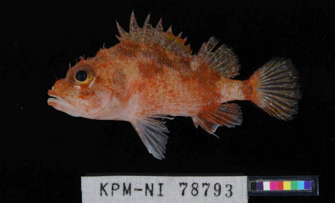 Team discovers a new poisonous fish with spines and bright orange coloring