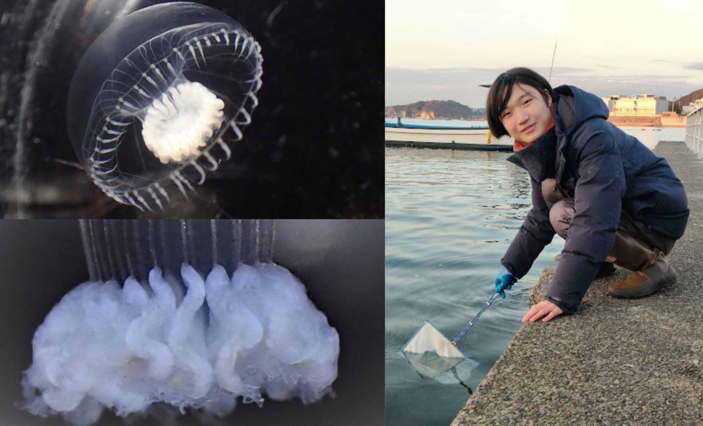 13-year-old student discovers a new species of transparent jellyfish