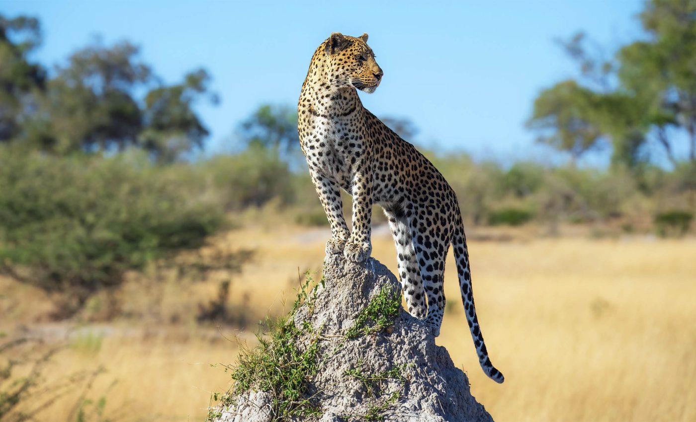 Human disruption has caused the total biomass of wild animals to plummet by 90 percent