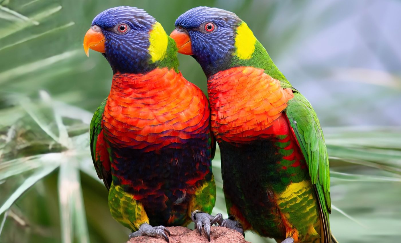 Why the prettiest birds are most likely to be traded