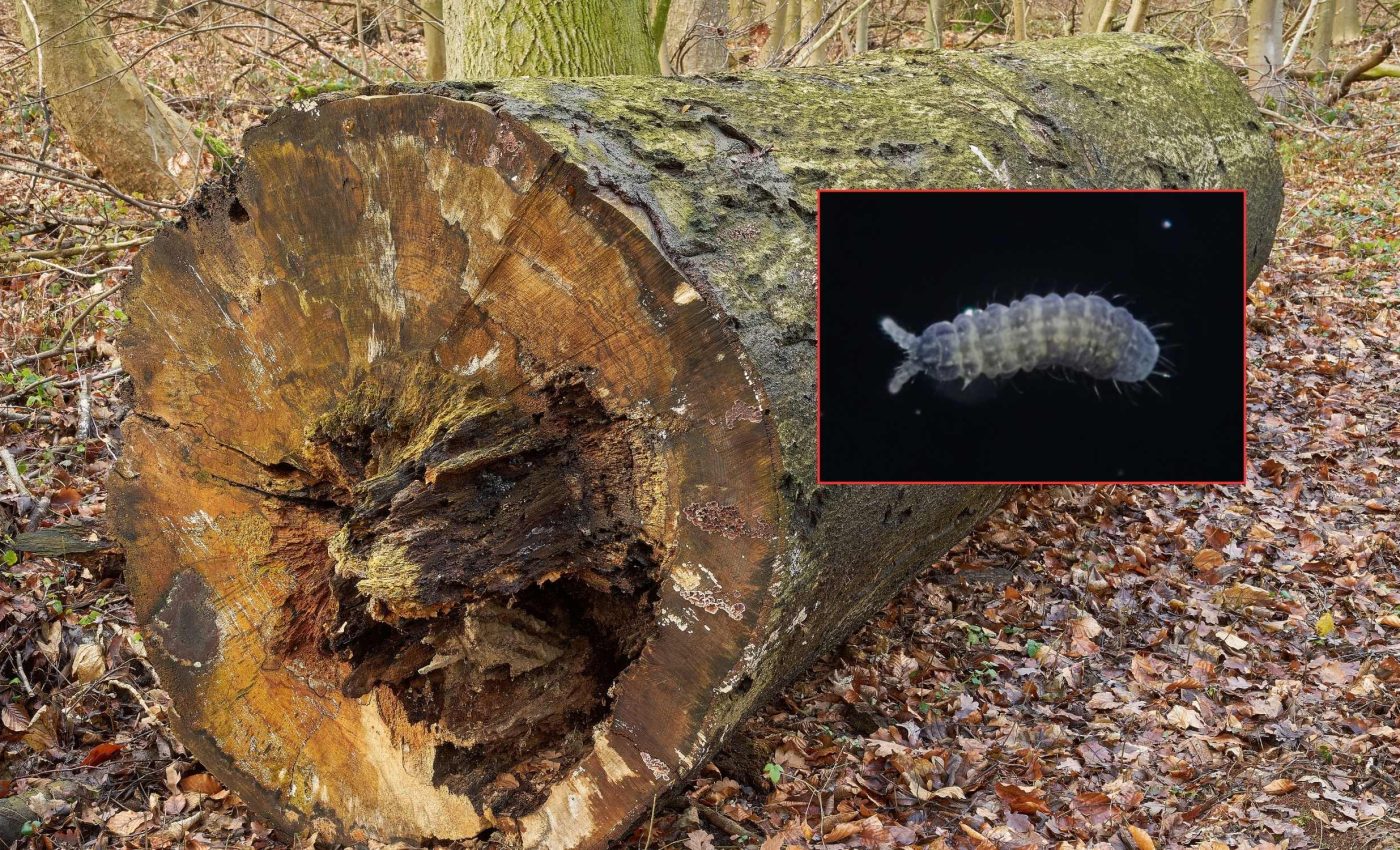 New species with six eyes discovered on a rotten log in a Japanese forest