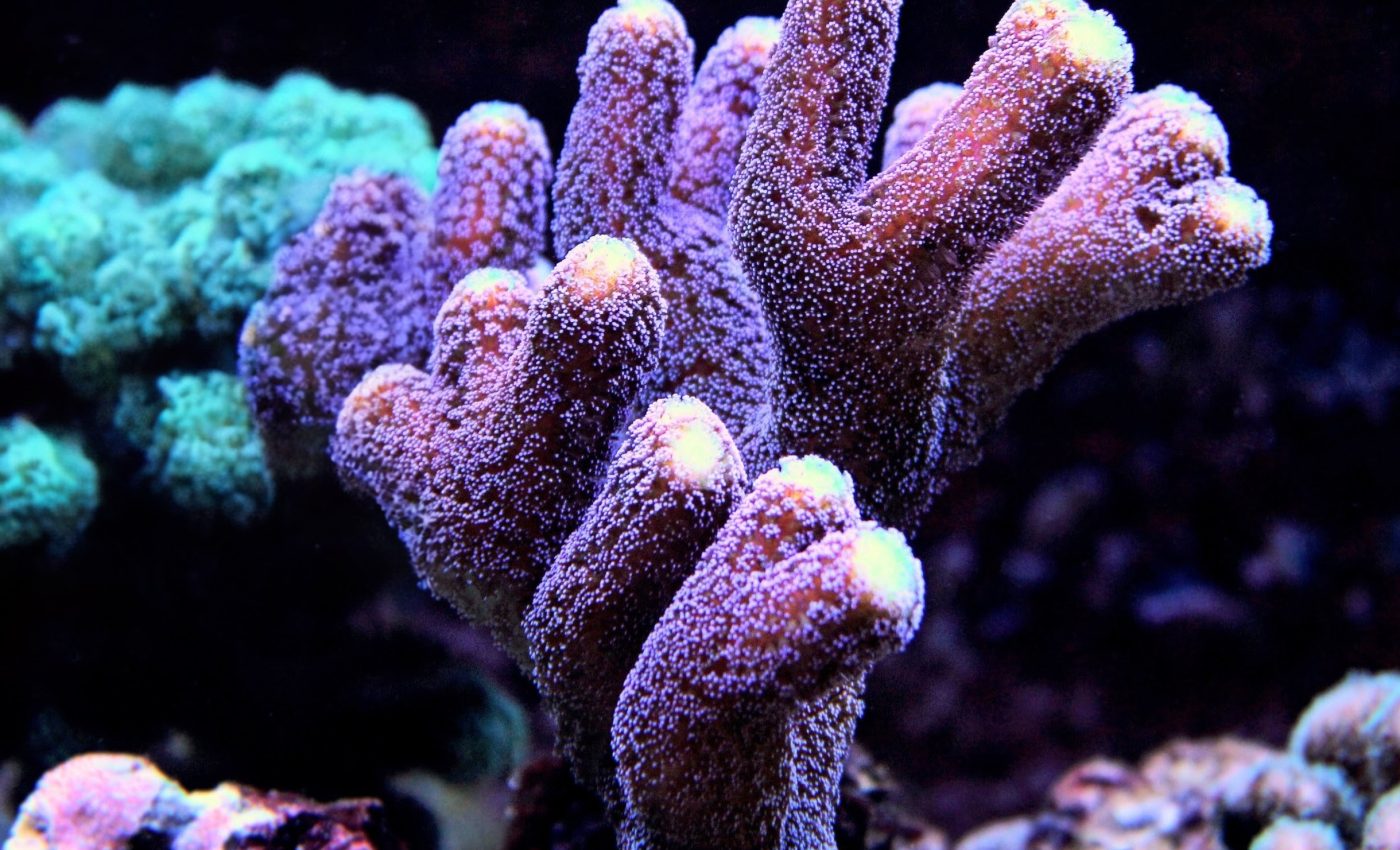 Acidic oceans are forcing corals to build weaker skeletons