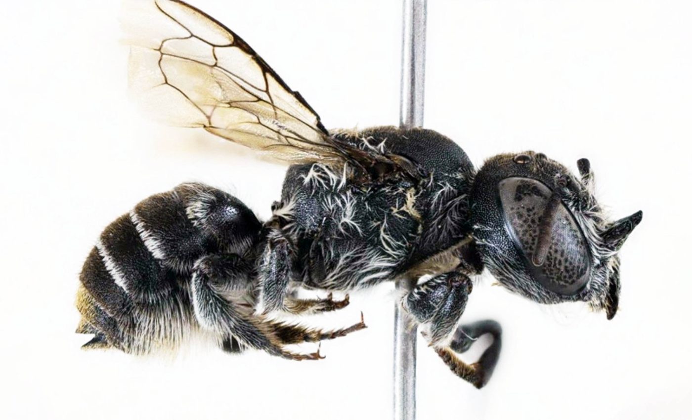 Meet 'Megachile lucifer,' a devil-horned bee species from Australia