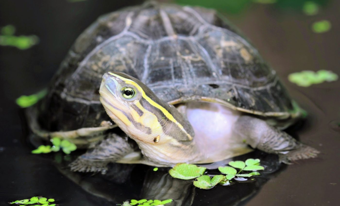 Animals repeatedly used the same genetic trick to move from water to land