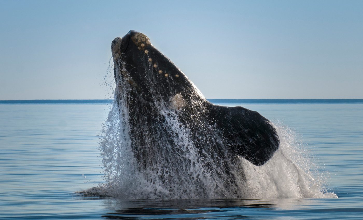Endangered whales reveal signs of health trouble in their breath