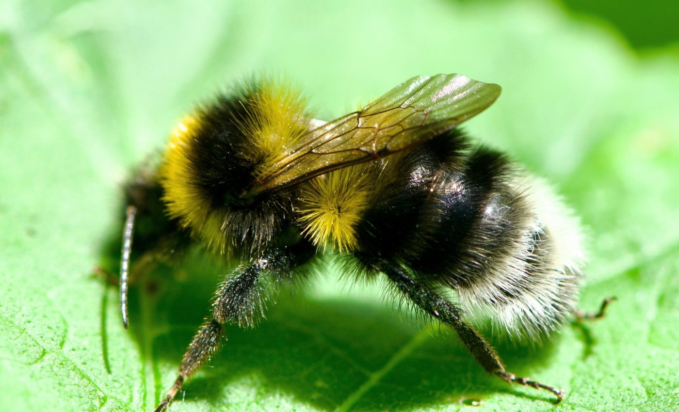 Bumblebees can learn to read 'Morse code' to find food
