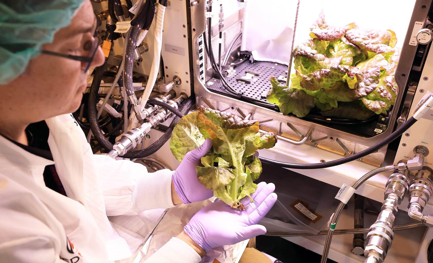 NASA discovers that space lettuce is not a solution for feeding astronauts