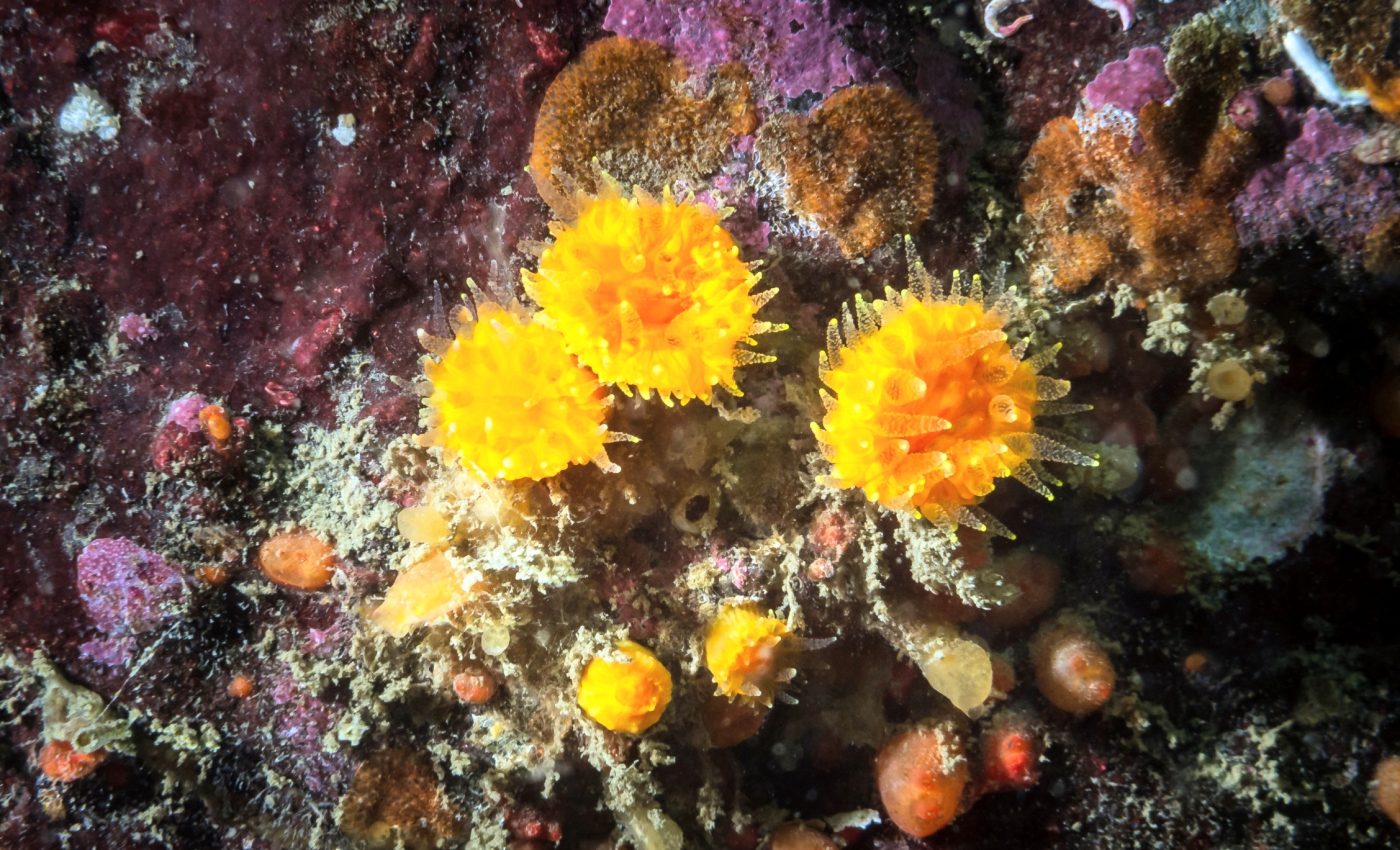 Corals reveal alarming changes unfolding along the Pacific coast