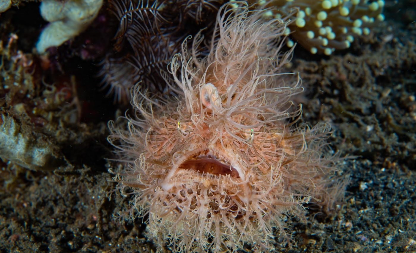 Why fish in the deep-sea evolve such strange shapes