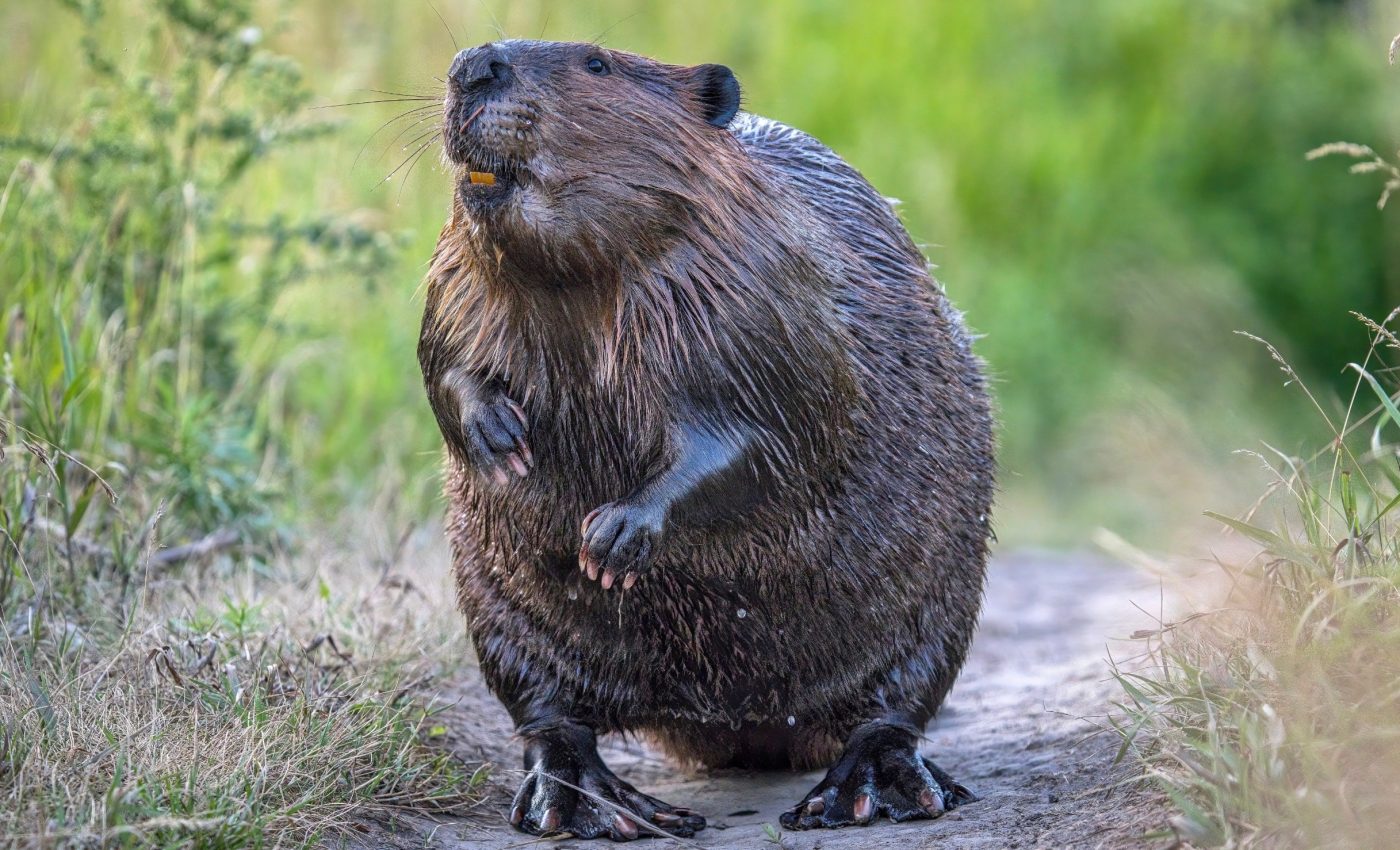 Beaver wetlands become biodiversity hotspots for pollinators