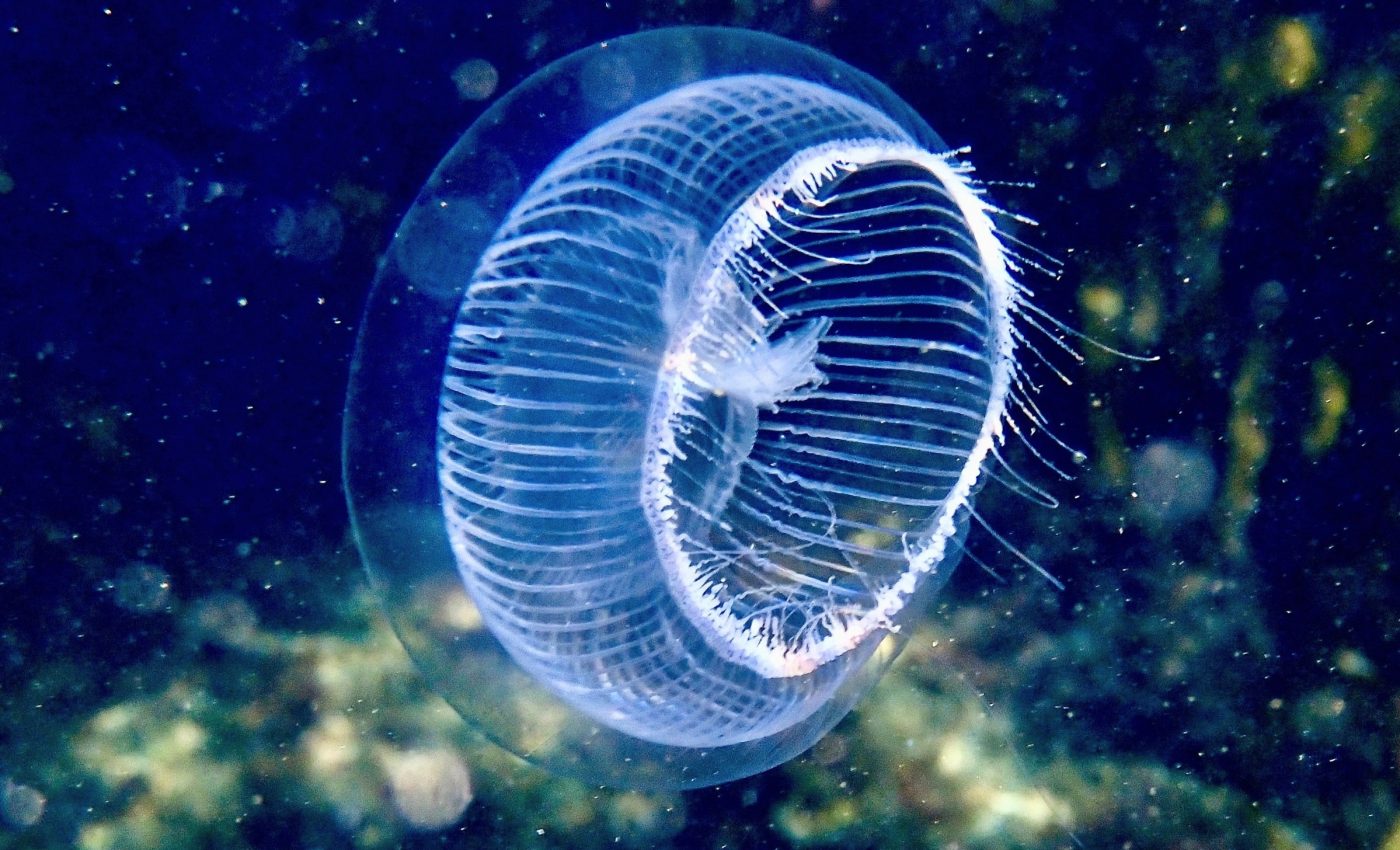 Which animal really came first? The debate may finally be settled