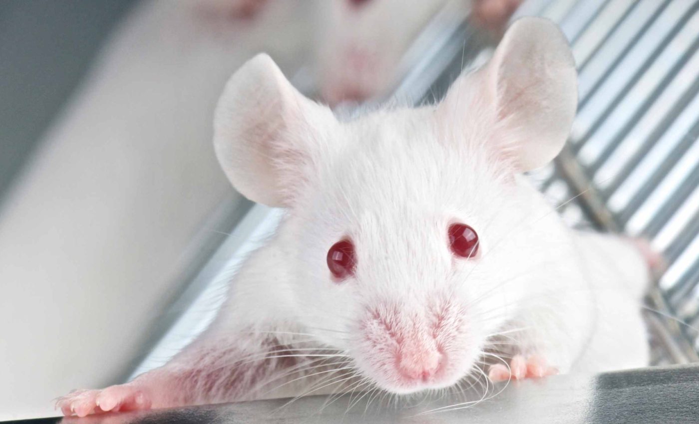 Scientists learn to read what mice are thinking through facial expressions