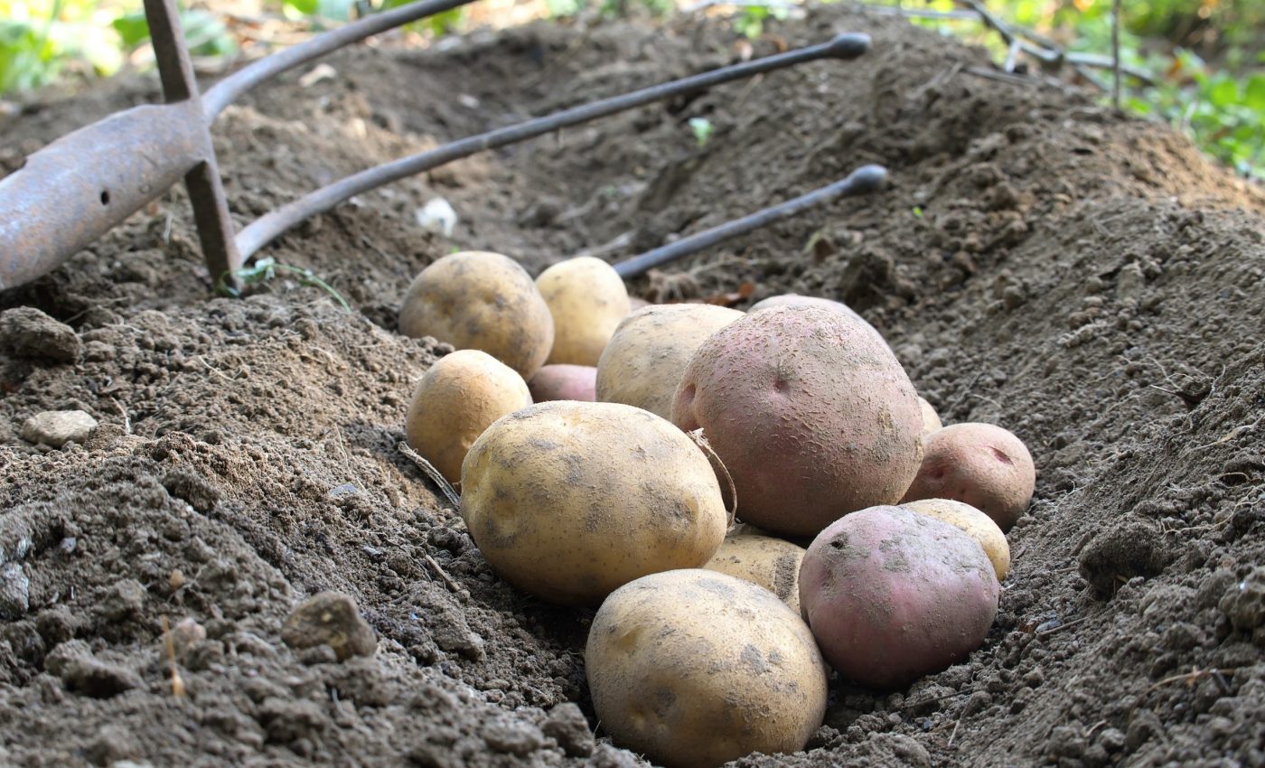 Rising CO2 is quietly weakening the nutrients in our food