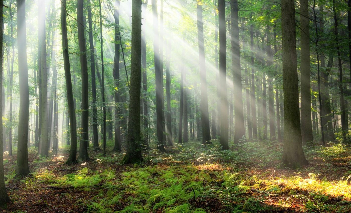 Water world hidden inside trees helps forests survive droughts