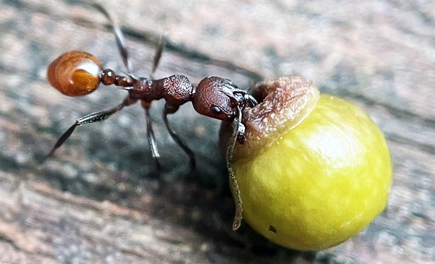 Young boy's discovery in his backyard literally changed science forever