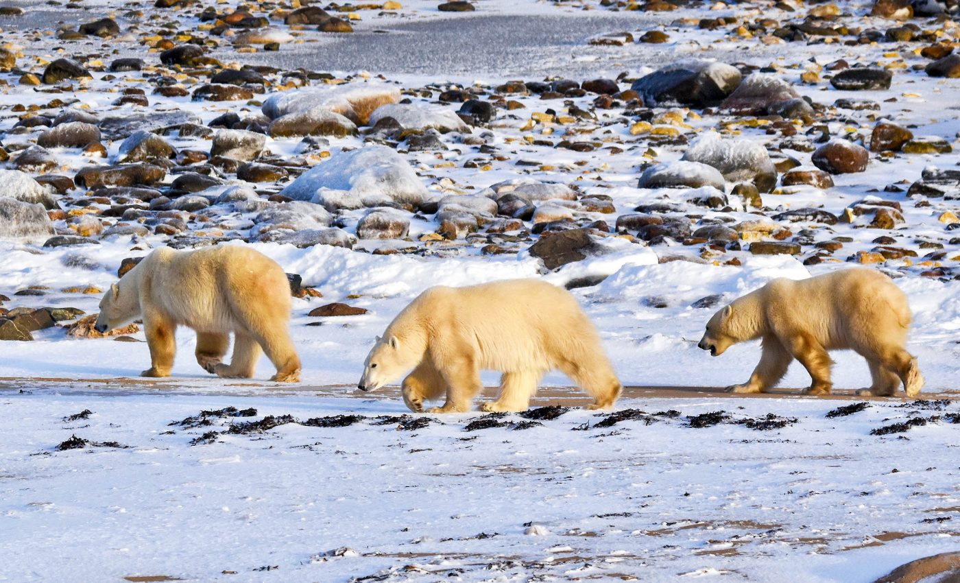 Polar warming is unleashing a public health crisis worldwide