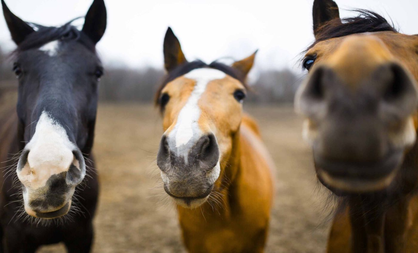 DNA from famous extinct horse species found next to a wooden spear that killed it