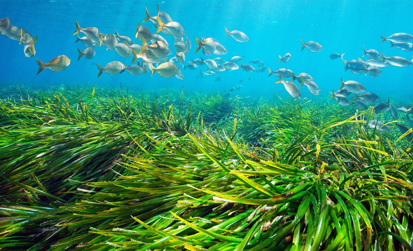 Pioneering project is launched to replant seagrass meadows, helping the ocean breathe