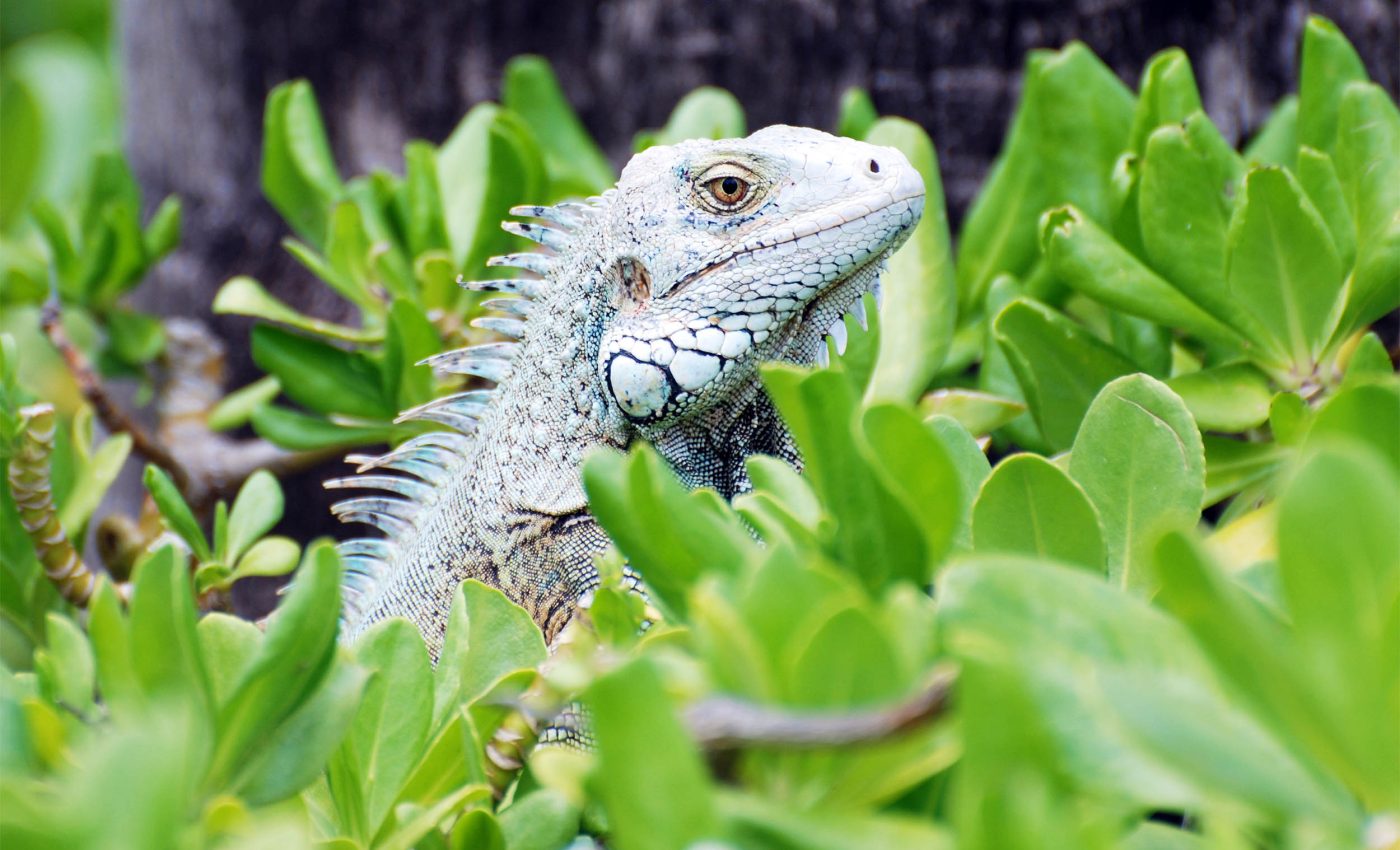 Invasive species do not destroy ecosystems all at once, they have a plan