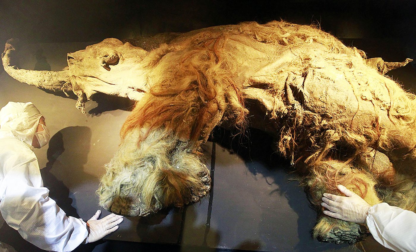 Scientists recover the world's oldest RNA in a well-preserved woolly mammoth