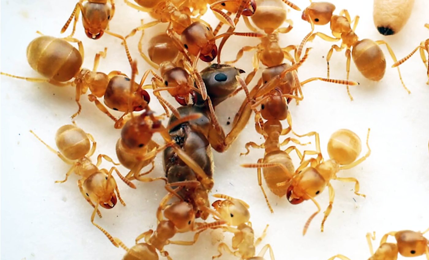 Parasitic ant queen tricks workers into killing their own mother