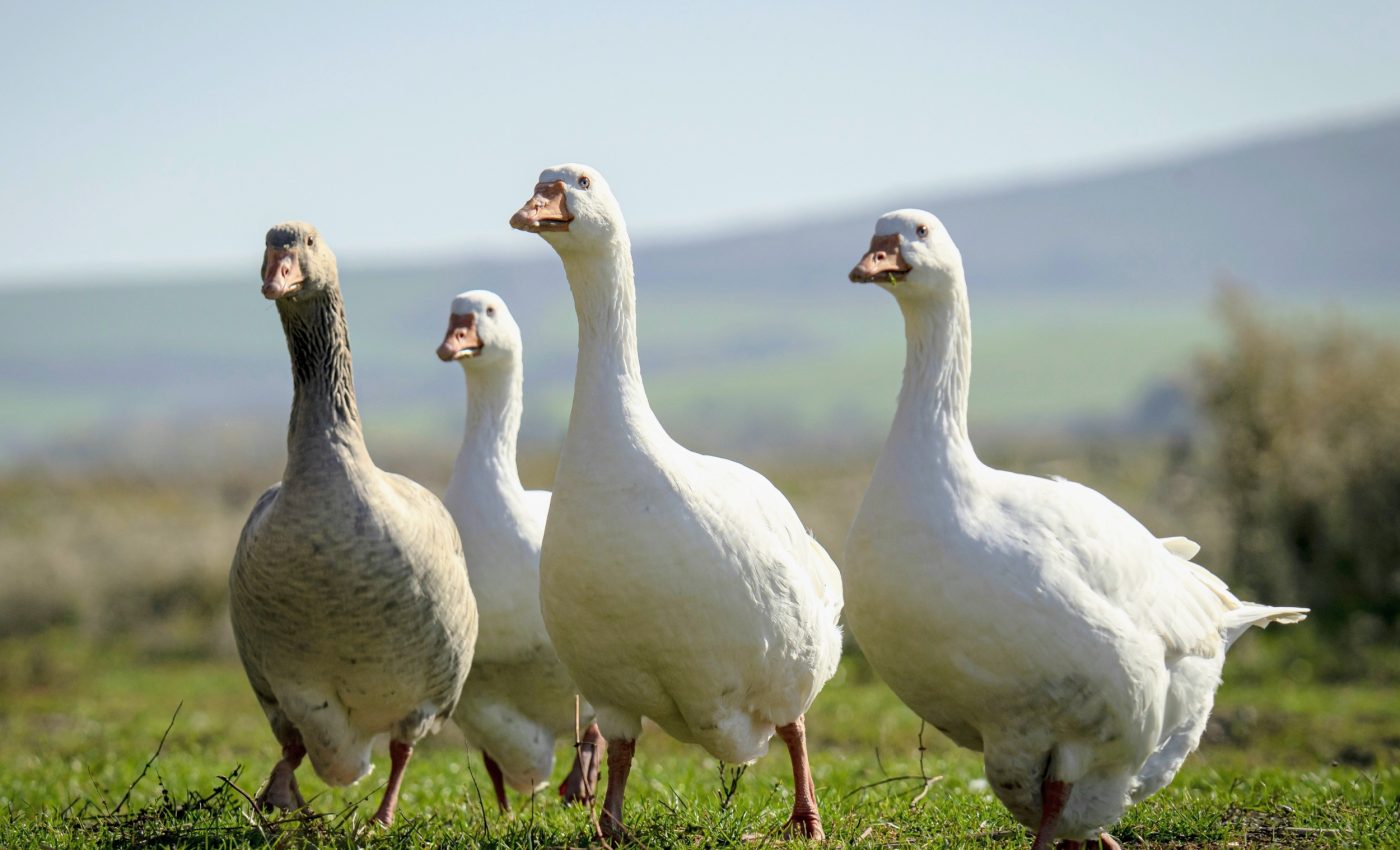 Bird flu has picked up speed - and may no longer be containable