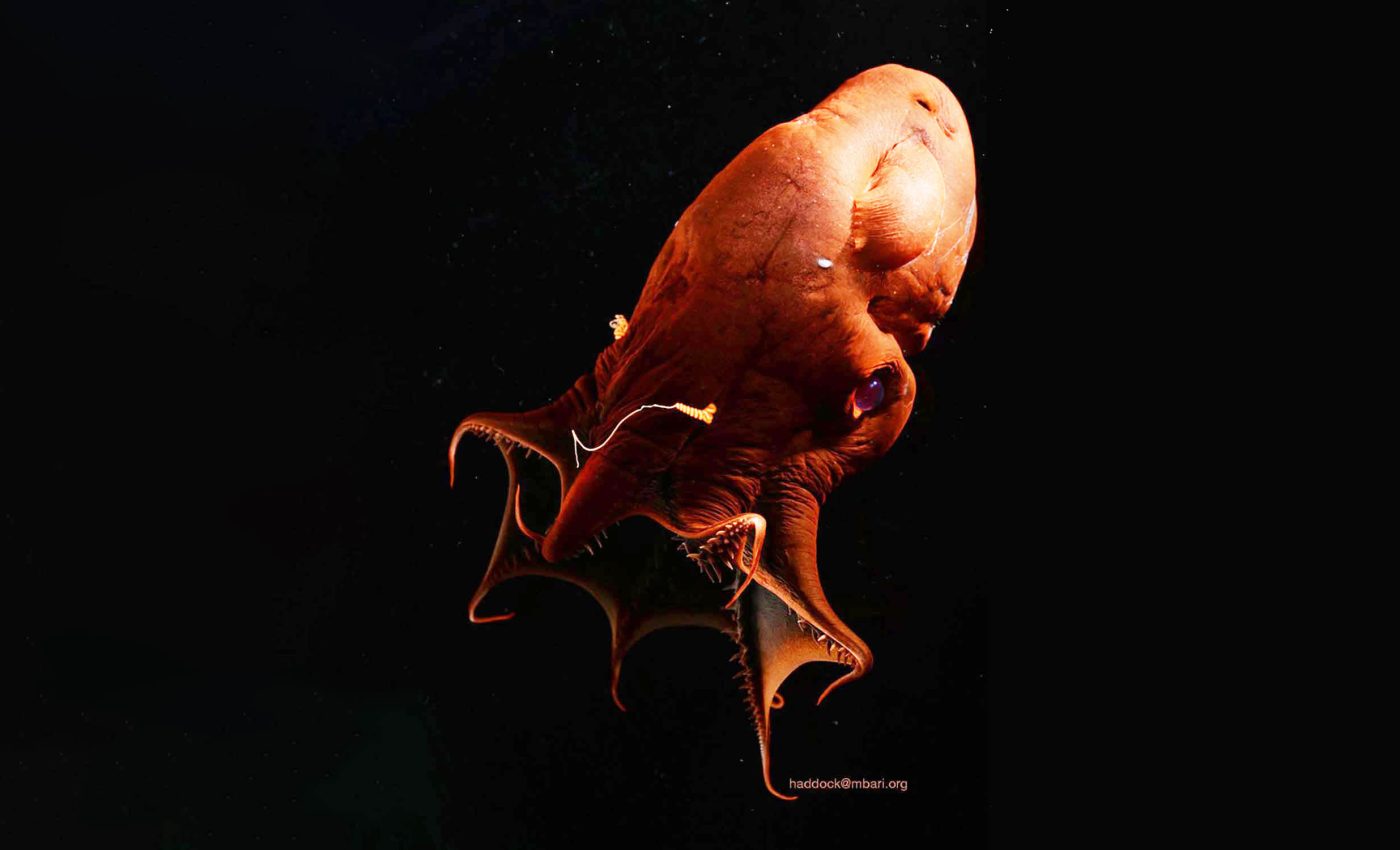 This 'living fossil' is the ancient link between squids, octopuses, and cuttlefish