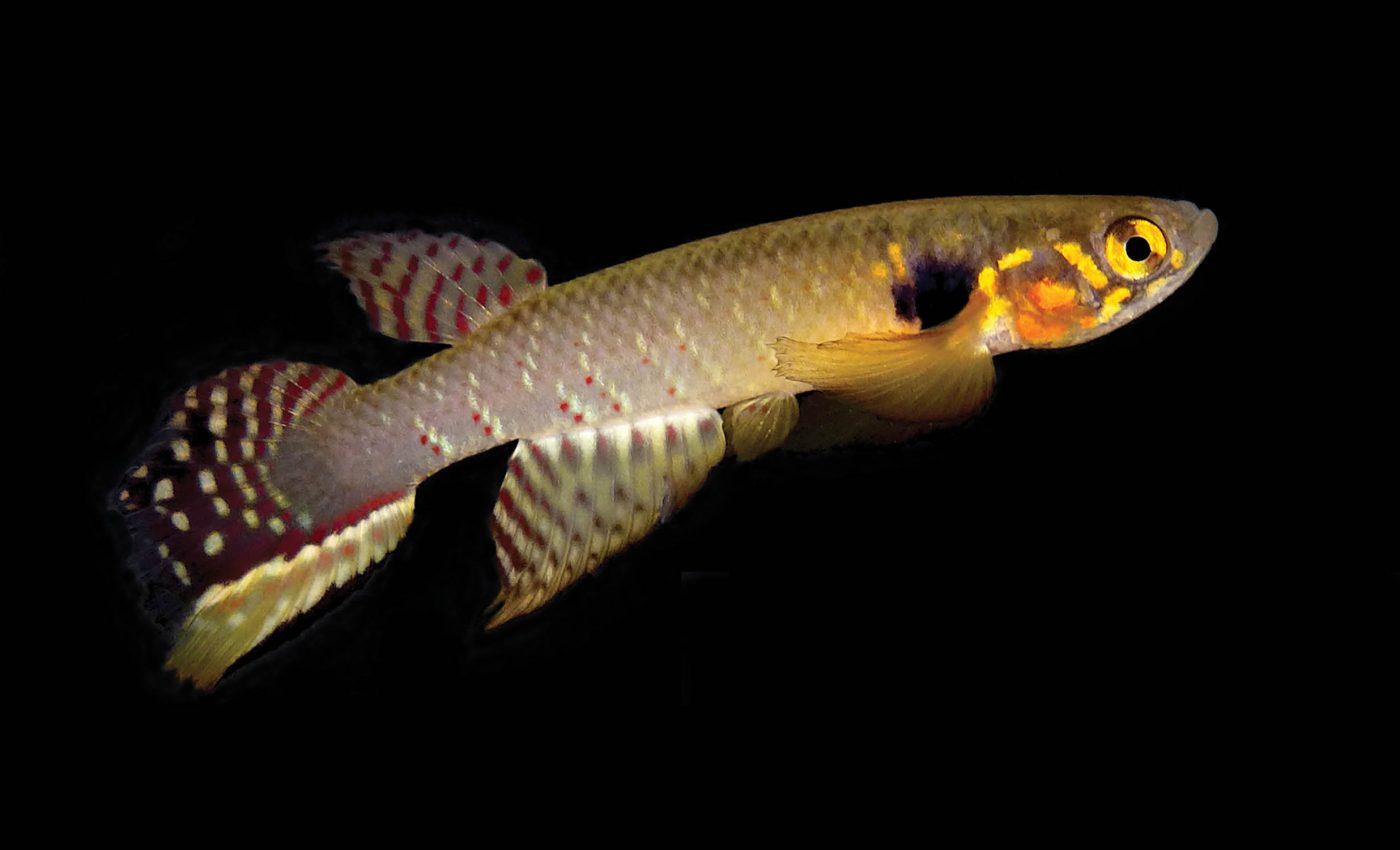 Unique fish species reappears after vanishing for two decades
