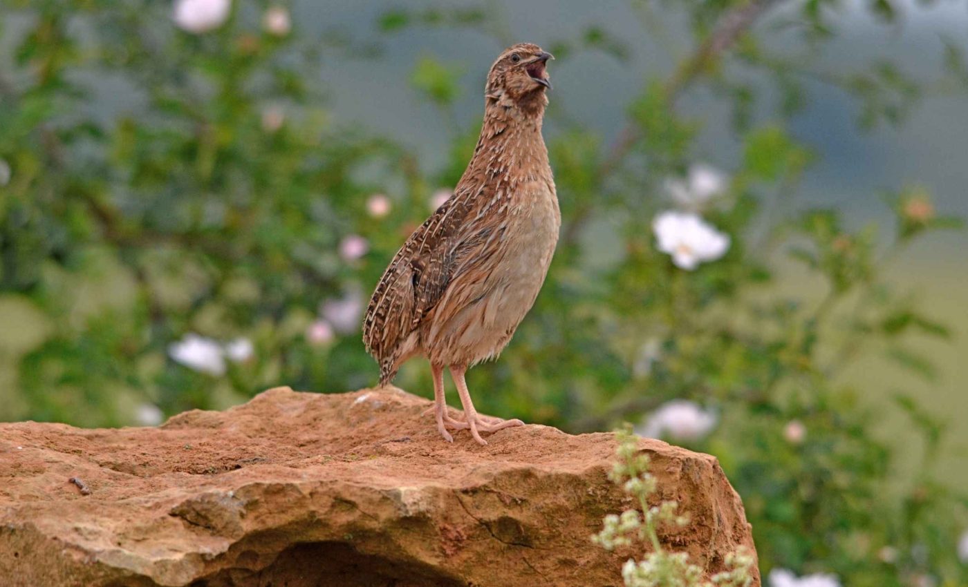 Small bird equipped with GPS surprises scientists by flying over 1,400 miles