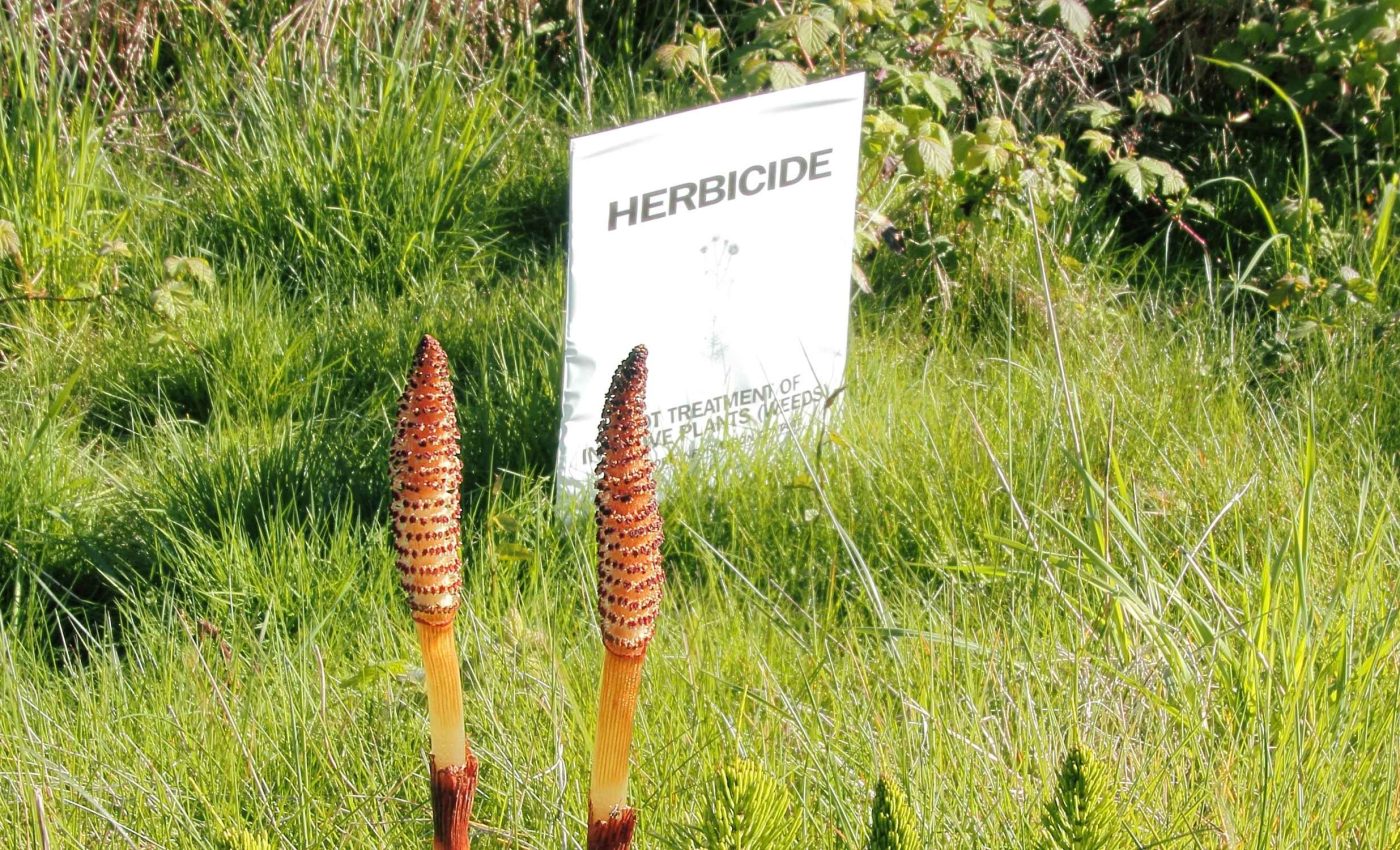 Scientists discover a plant capable of killing weeds by itself, no chemicals needed