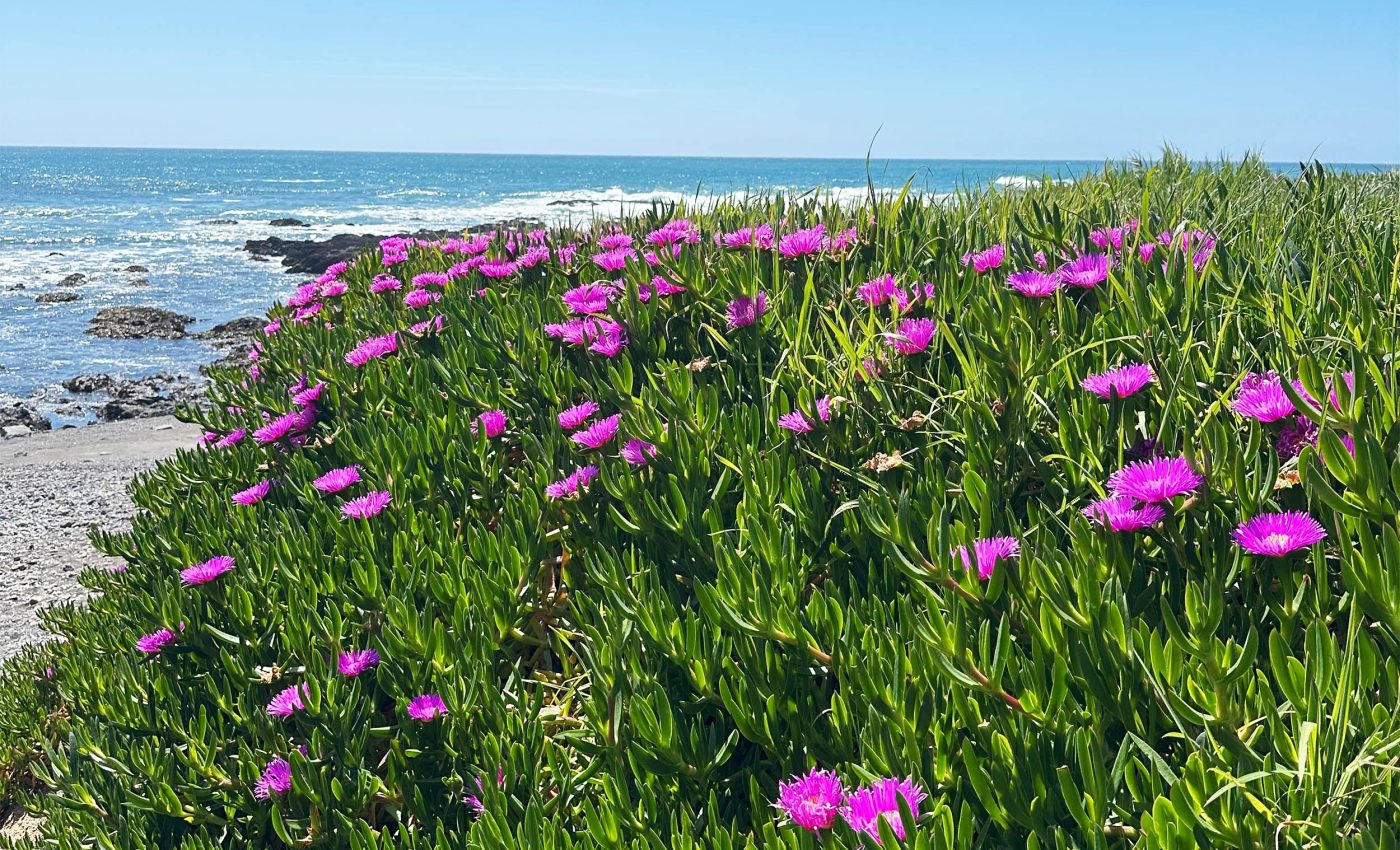 These beautiful flowers have become very destructive ecological invaders