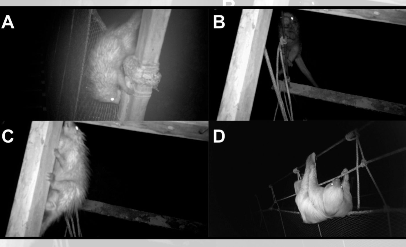 New trail cams reveal that an old human bridge became a safe trail for Amazon animals