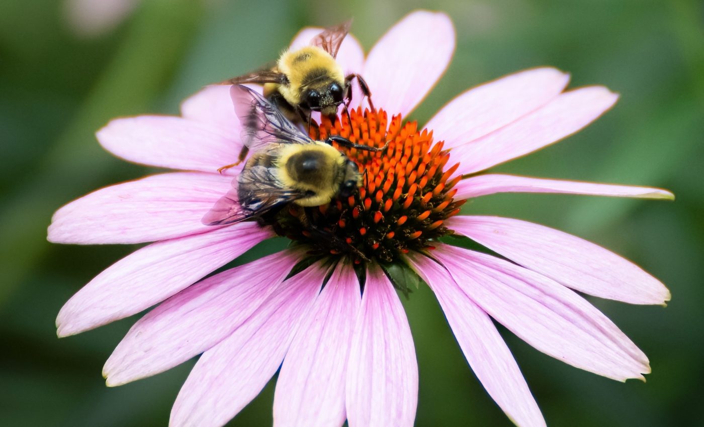 Bees spread positive emotions just by watching each other