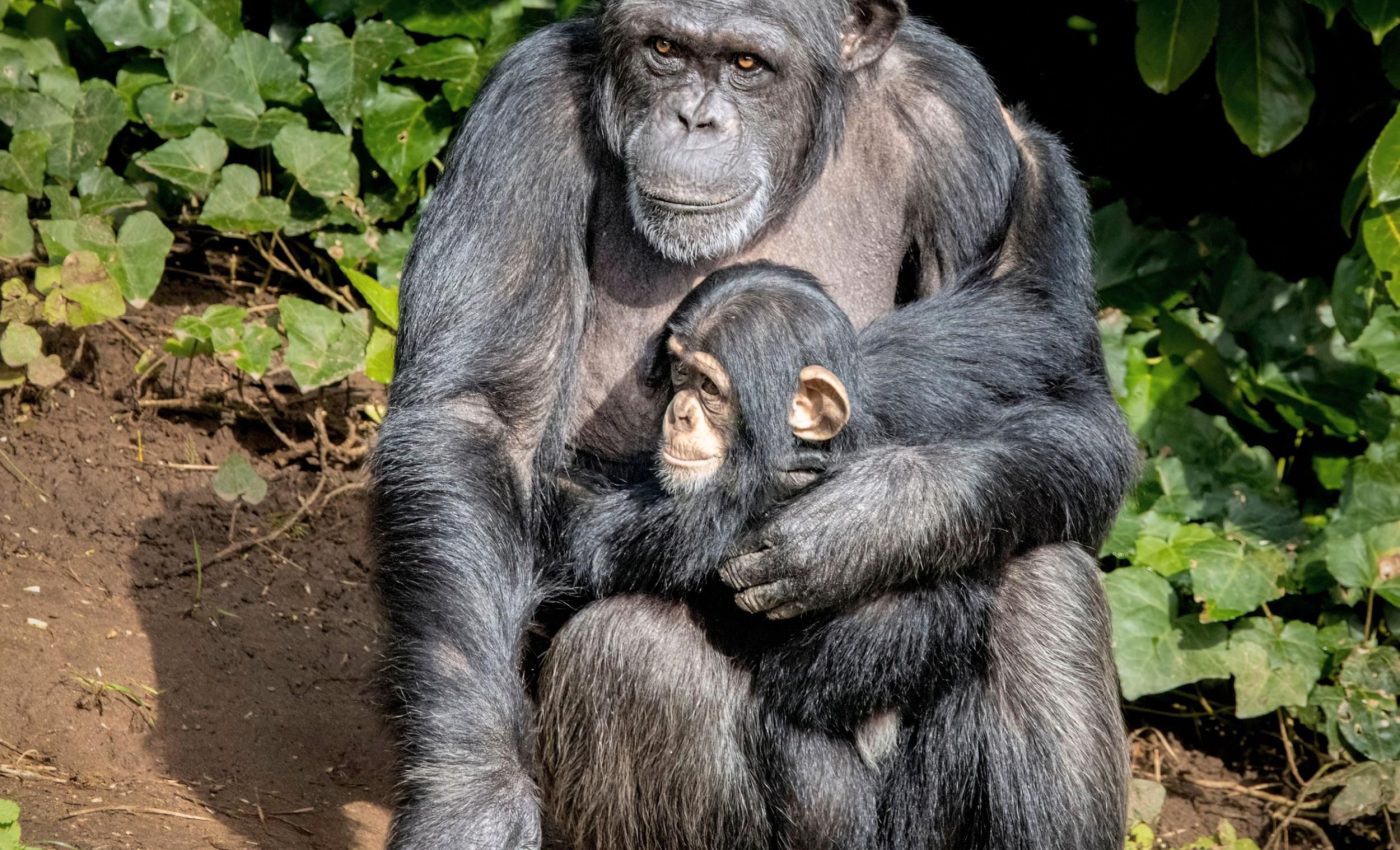How a violent clash between chimpanzees ended in a baby boom