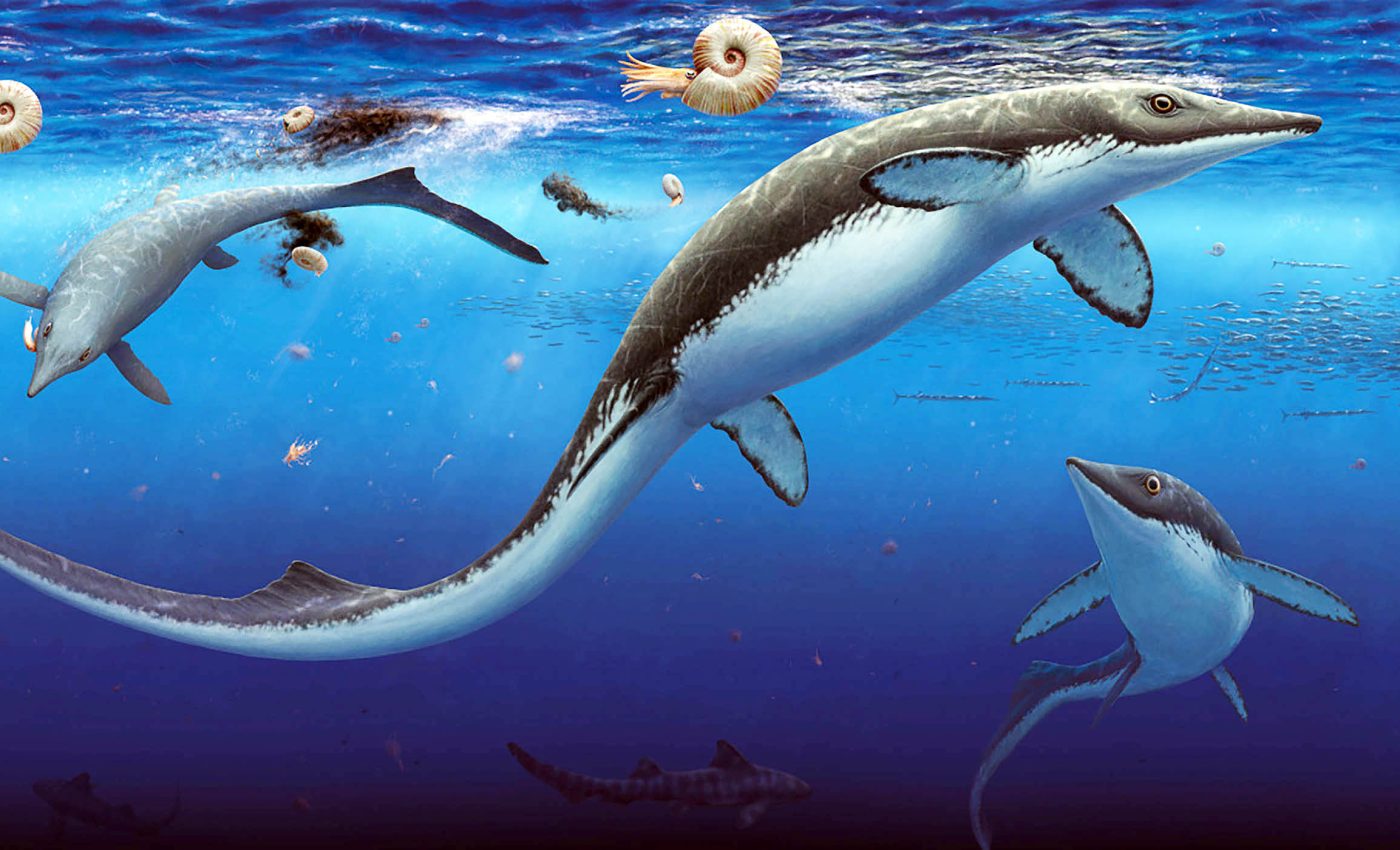 Arctic graveyard packed with fossils reveals thriving marine ecosystem 250 million years ago