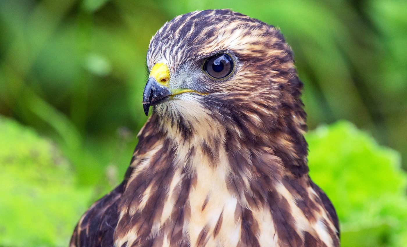 Billions of birds depend on the 'Five Great Forests' that are now vanishing