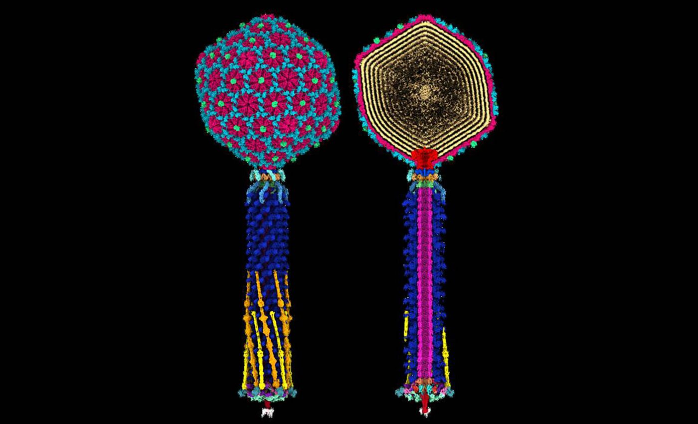 Ancient phage viruses may hold the key to defeating superbugs