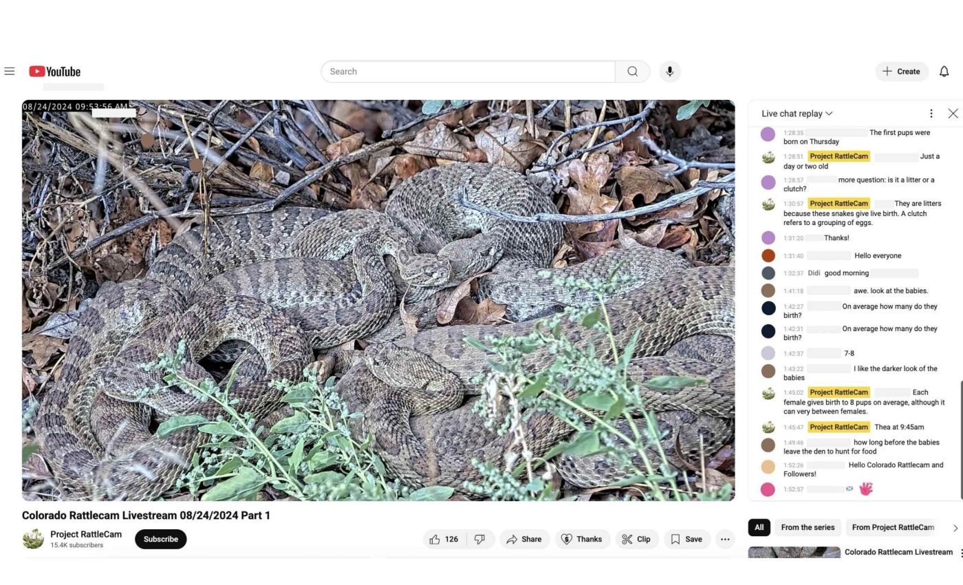 Nature cam catches video of the world's 'most hated' snakes behaving like loving mothers